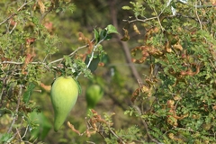 Funastrum pannosum