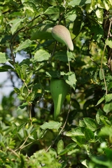 Funastrum pannosum