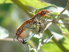 Dysdercus bimaculatus