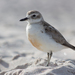 Northern New Zealand Dotterel - Photo (c) Finn Davey, some rights reserved (CC BY-NC), uploaded by Finn Davey