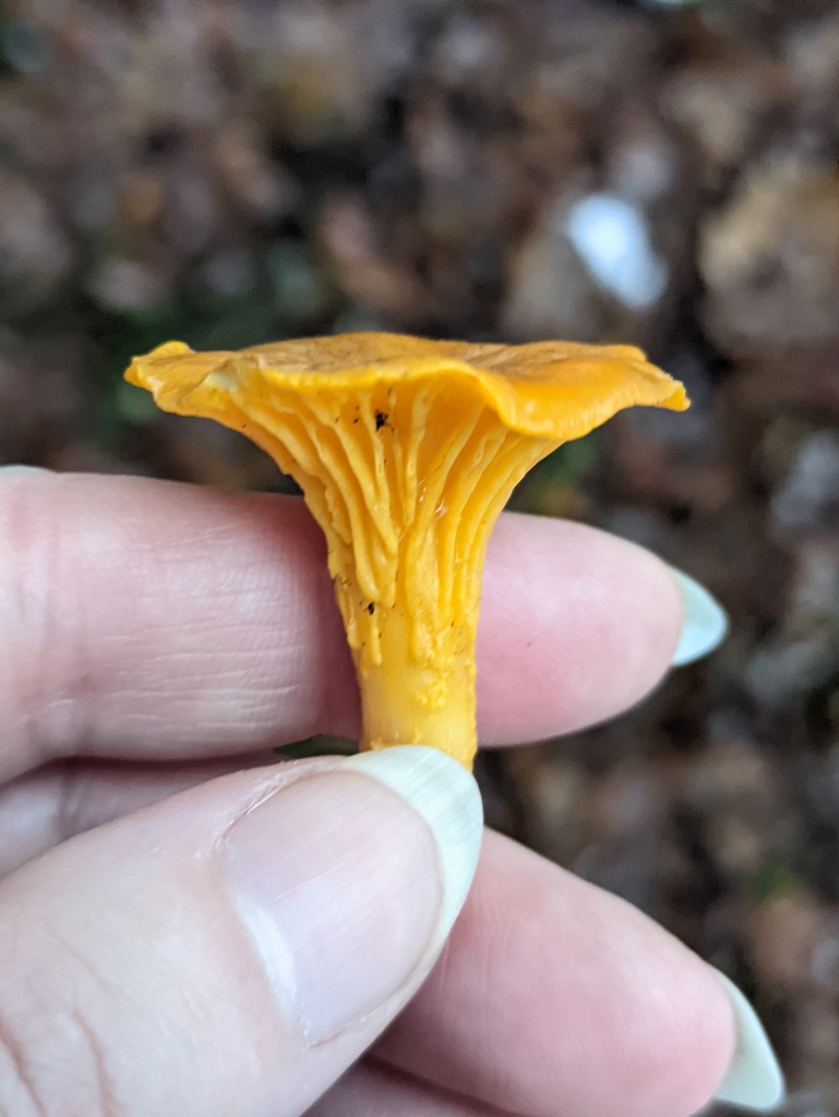 Cantharellus cibarius · November 2025 · photo: © naturalist57011 (iNaturalist, cc-by)