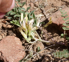 Astragalus lentiginosus semotus