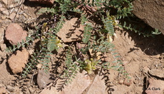 Astragalus lentiginosus semotus
