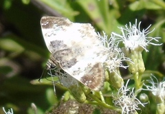 Polyctor cleta