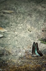 Graphium teredon