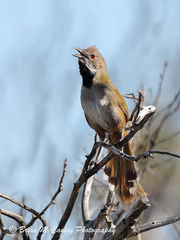 Western Whipbird photo 2