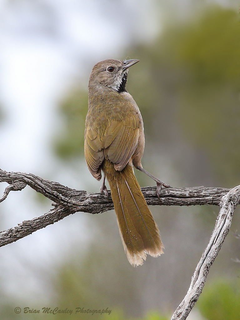 Western Whipbird (Psophodes nigrogularis) photo