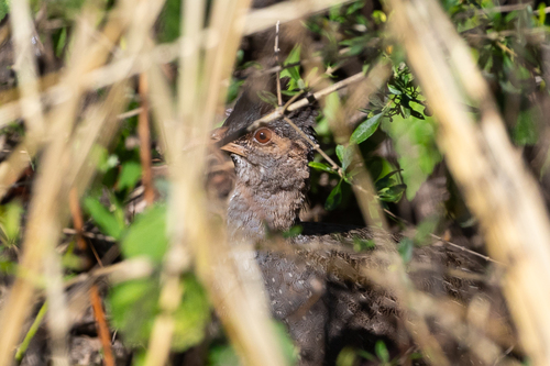 Andean Tinamou (Nothoprocta pentlandii), photo 4