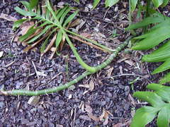 Rhaphidophora decursiva