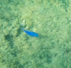 Stegastes acapulcoensis