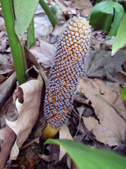 Rhaphidophora decursiva