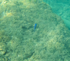 Stegastes acapulcoensis