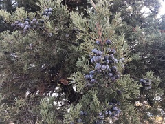 Juniperus chinensis