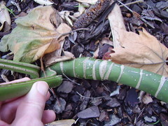 Rhaphidophora decursiva