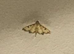Diacme elealis