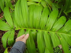 Rhaphidophora decursiva