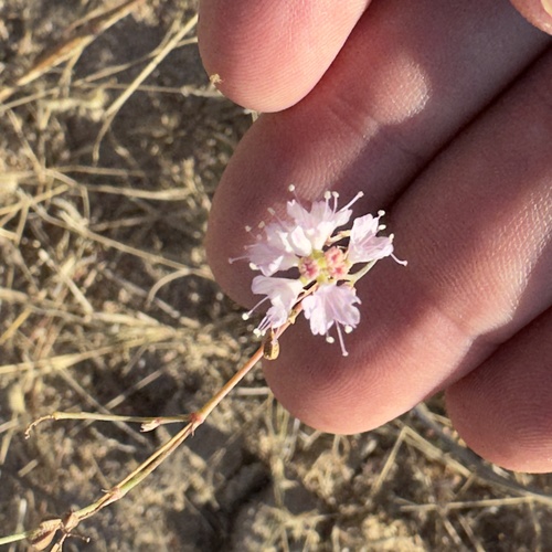 Xantus' Spiderling (Boerhavia xanti)