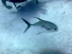 Trachinotus falcatus