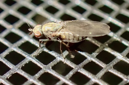 Unknown species found near Juggler Meadow Rd, Leverett, MA, US