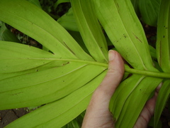 Rhaphidophora decursiva