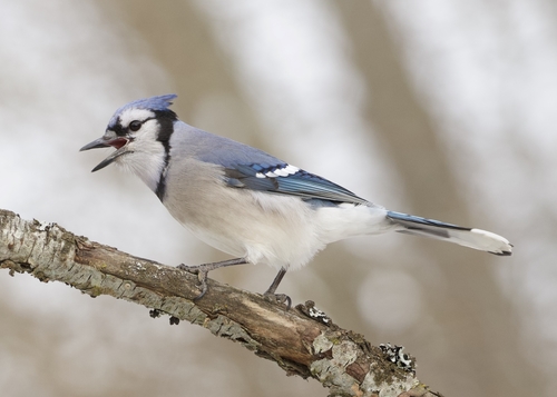 Blue Jay photographed in Idaho