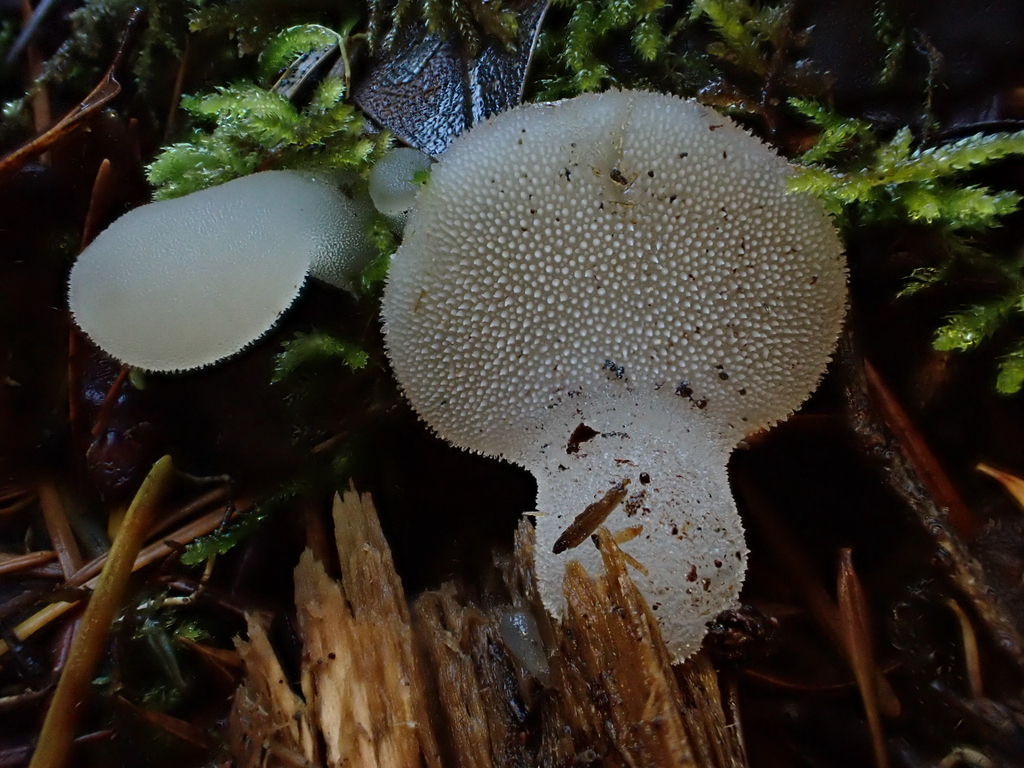 Pseudohydnum gelatinosum · November 2025 · photo: © reago (iNaturalist, cc-by)