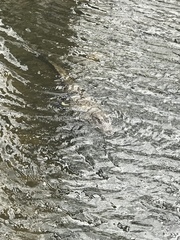 Alligator mississippiensis