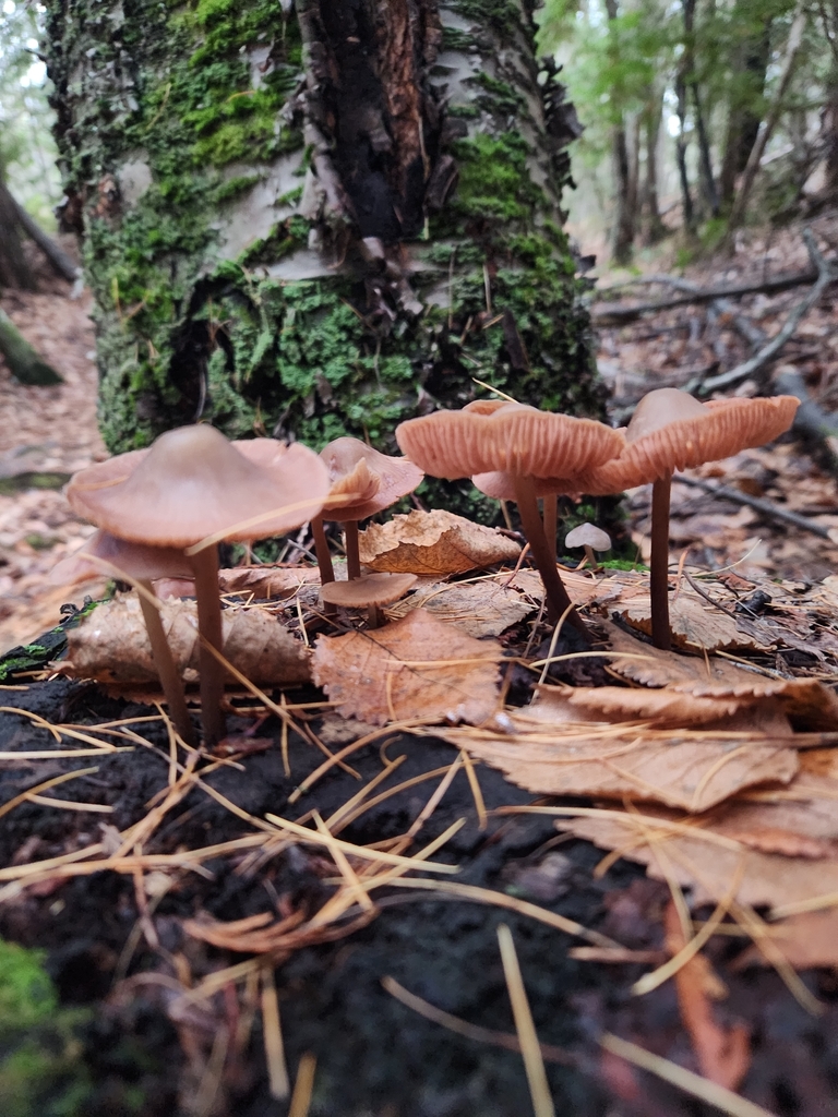 Mycena galericulata · November 2025 · photo: © lytiic (iNaturalist, cc-by-nc)