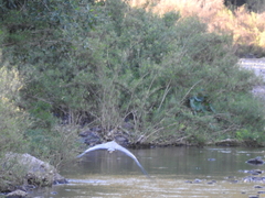 Tigrisoma mexicanum