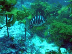 Chirodactylus spectabilis