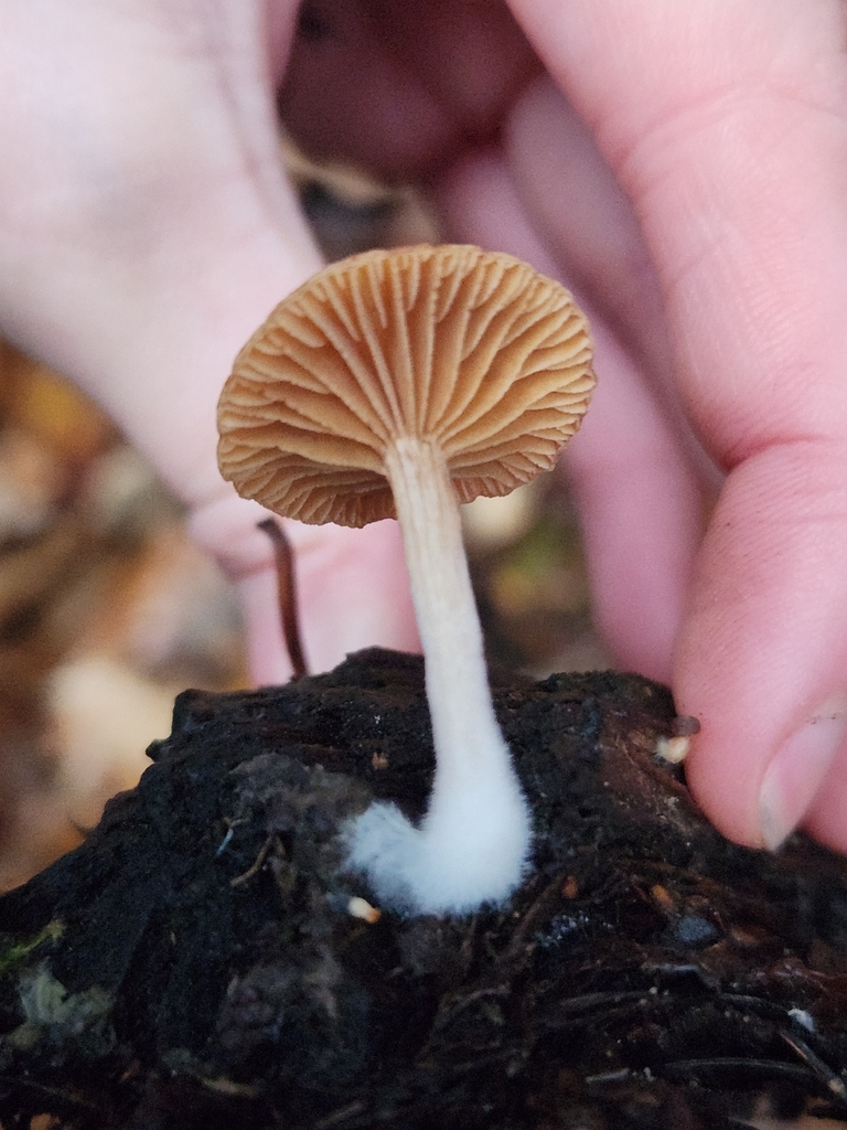 Tubaria sp. 'AZ01'