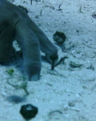 Amphelikturus dendriticus