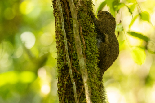 Black-striped Squirrel
