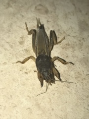 Neoscapteriscus borellii