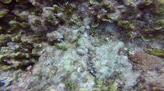 Tridacninae