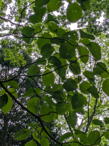 Giant Dogwood (Cornus controversa)