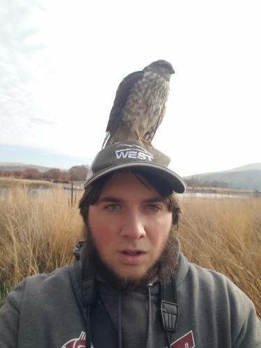 Sharp-shinned Hawk