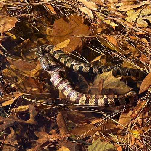 Northern Water Snake