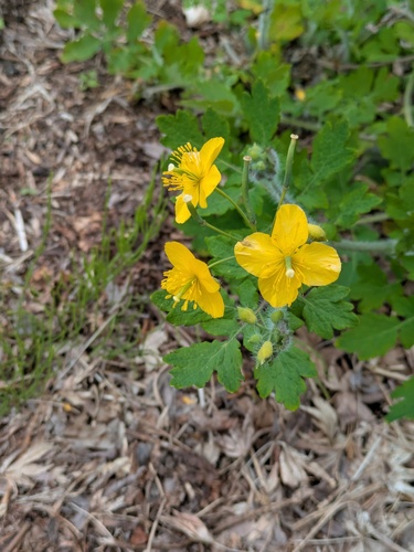 Chelidonium asiaticum (Chelidonium asiaticum)