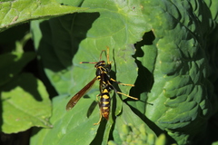 Polistes weyrauchorum