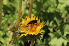 Eristalis bogotensis