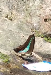 Graphium teredon