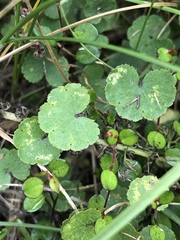 Hydrocotyle microphylla