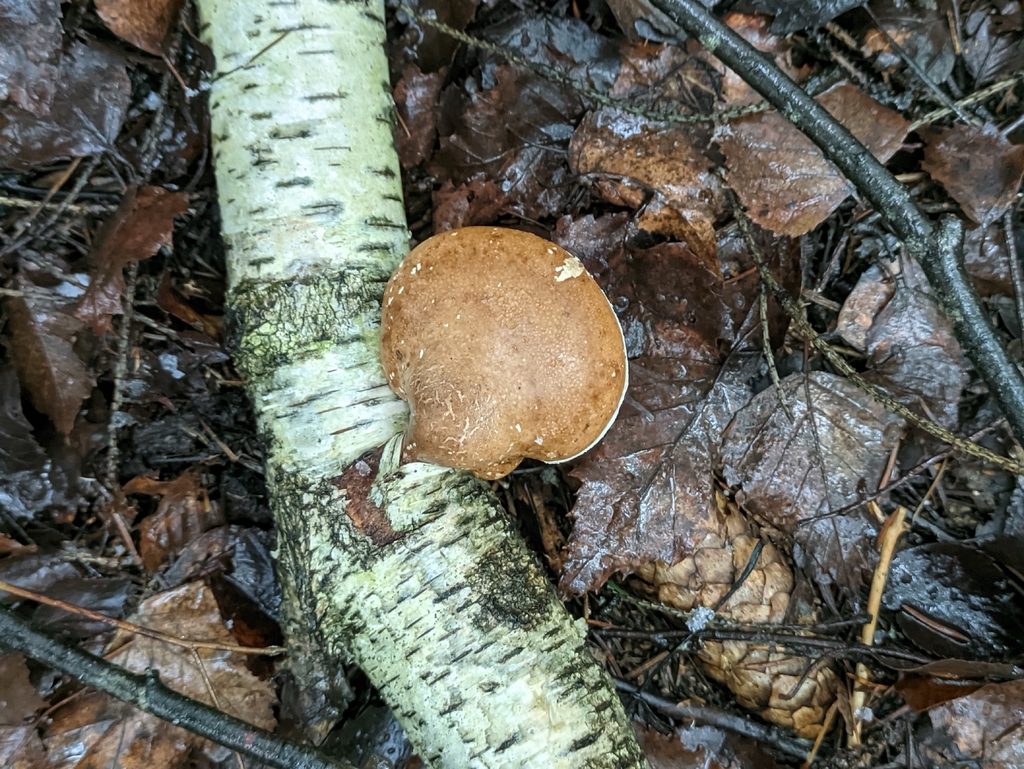 Fomitopsis betulina · November 2025 · photo: © naturalist57011 (iNaturalist, cc-by)