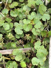 Hydrocotyle microphylla