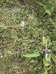 Hydrocotyle microphylla