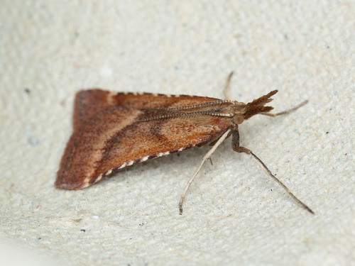 Synaphe punctalis Fabricius, 1775