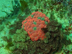 Phlyctenactis tuberculosa image