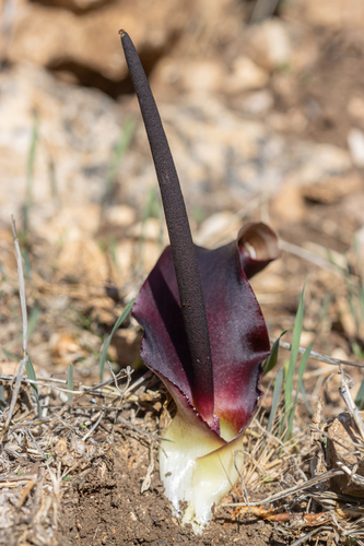 Biarum bovei