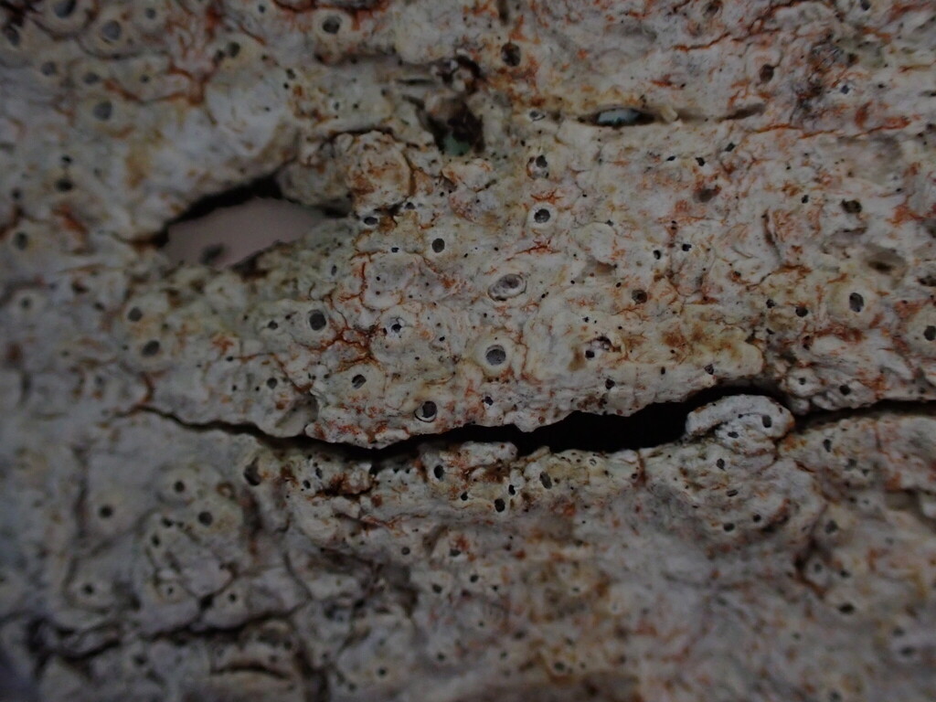 Thelotrema saxatile